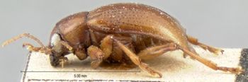 Media type: image; Entomology 9821   Aspect: habitus lateral view